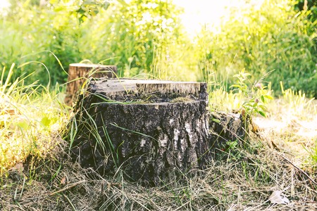 Birch tree stump in summer park.の写真素材