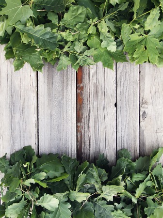 Old grunge wood texture with green leaves. Rough natural textureの写真素材