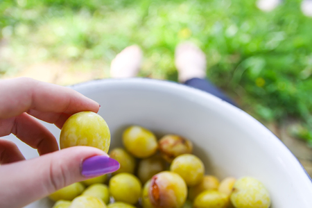 Yellow plums. Fresh ripe sweet fruits.の写真素材