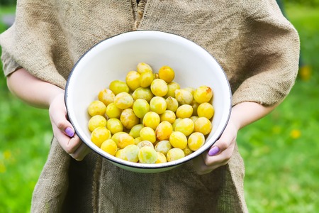 Yellow plums. Fresh ripe sweet fruits in a handsの写真素材