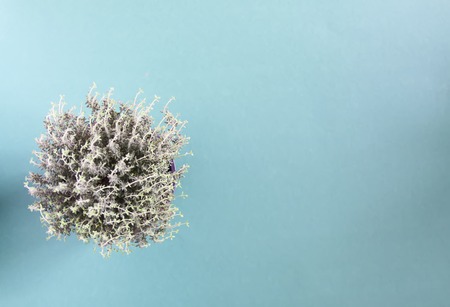 thyme growing in pot.の写真素材