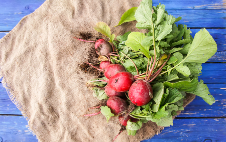 Freshly harvested radish. Red fresh vegetables on burlap sack blue aged wooden background.の写真素材