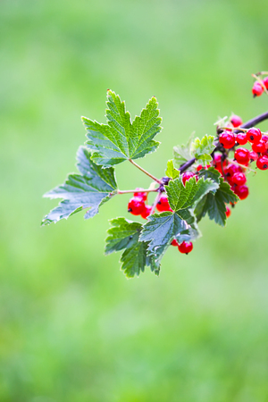 Ripe red currant in a summer garden. Ribes rubrum plant with ripe red berriesの写真素材