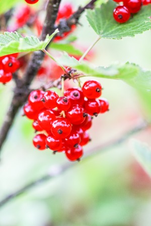 Ripe red currant in a summer garden. Ribes rubrum plant with ripe red berries