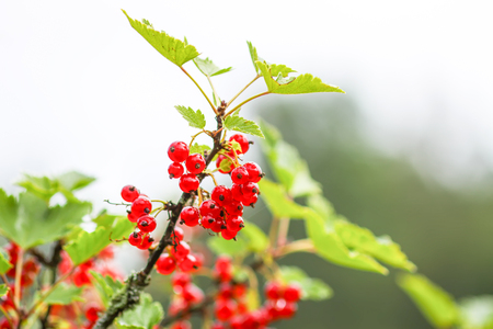 Ripe red currant in a summer garden. Ribes rubrum plant with ripe red berriesの写真素材