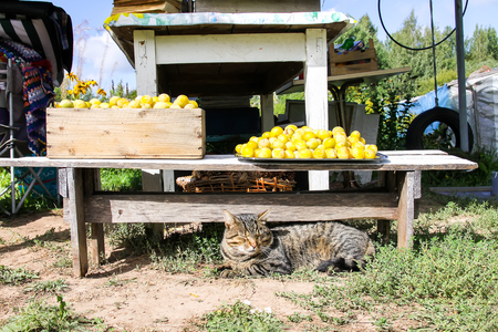 A cat lying near the freshly picked harvest of yellow sweet plums in a farm yardの写真素材