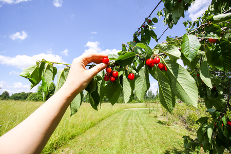 Sweet cherry fruits collecting process. Prunus avium plant. Ripe red berries on tree branch in summer garden in sunlight.の写真素材