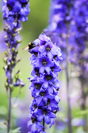 Blue delphinium beautiful flowers in summer garden. Blooming plants in the countryside.の写真素材