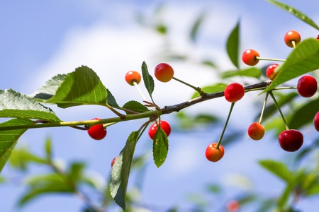 Ripe cherries on tree branches. Fresh red cherry fruits in summer garden in the countrysideの写真素材