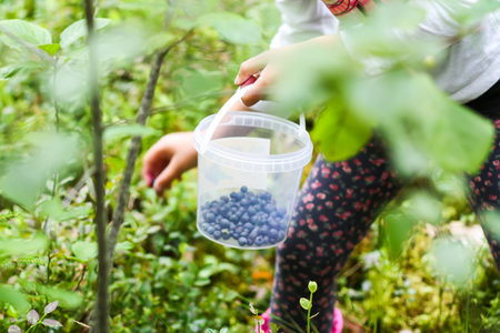Little girl picking blueberries in a summer forest. Plastic bucket with berries in a handの写真素材