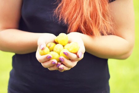 Fresh yellow plums. Ripe fruits in a hands.