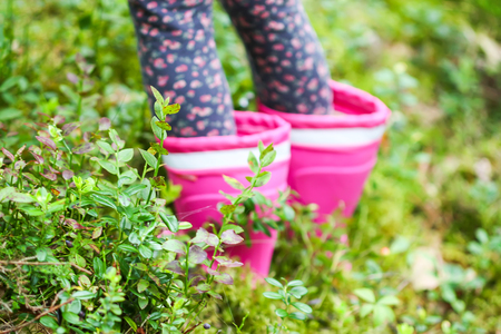 Little girl picking blueberries in a summer forest. Child's legs in a rubber bootsの写真素材