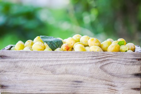 Fresh yellow plums. Ripe fruits in a wooden box on rough boards background outdoors.の写真素材