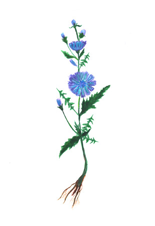 Watercolor illustration of blue cichorium flowers. Hand painted botanical element.の写真素材