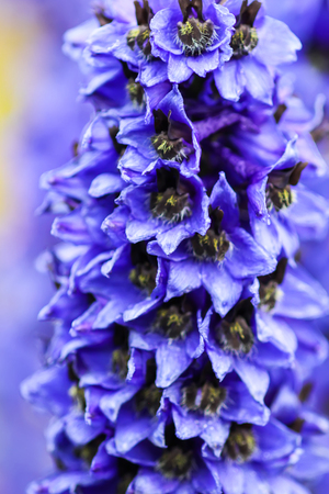Blue delphinium beautiful flowers in summer garden. Blooming plants in the countryside.の写真素材