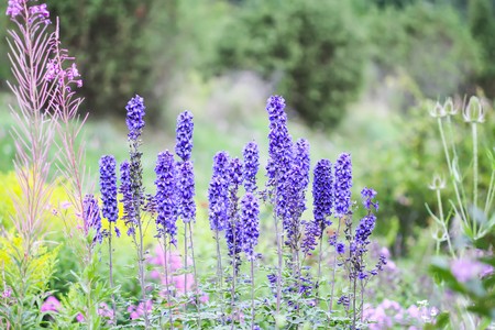 Blue delphinium beautiful flowers in summer garden. Blooming plants in the countryside.の写真素材