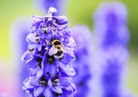 Blue delphinium beautiful flowers in summer garden. Blooming plants in the countryside.