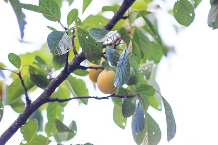 Yellow plums on tree branches in summer garden. Seasonal sweet ripe fruits.の写真素材