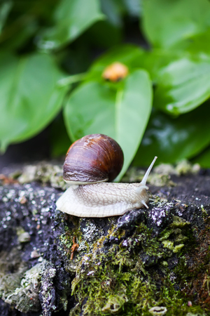 Snail crawling in summer day on a birch tree stumpの写真素材