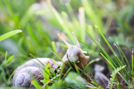 Snail crawling in summer day in a green grassの写真素材