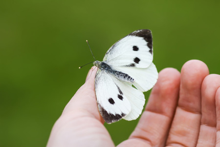 Large white cabbage butterfly or Pieris brassicae on a hand