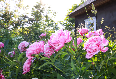Beautiful spring peony flowers on rural buildingの写真素材