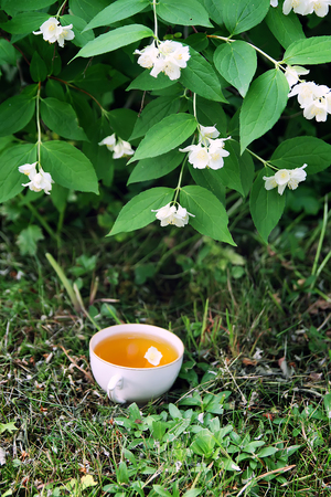 Glass cup of green tea with jasmine flowers in the summer garden with blooming jasmine plant.の写真素材