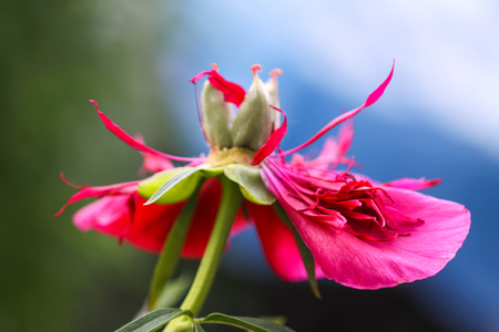Beautiful spring peony flowers in summer garden in the villageの写真素材