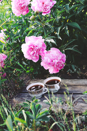 Tea in country style in summer garden in the village. Two cups of hot black tea on weathered wooden boards and blooming pink peony flowers in sunlight.の写真素材