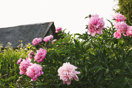 Beautiful spring pink peony flowersの写真素材