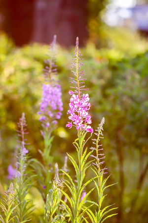 Blooming Sally, willow herb, fireweed medical plant with purple flowers in flowering season blooming in summer garden. Used for tea, essential oil, infusions.の写真素材