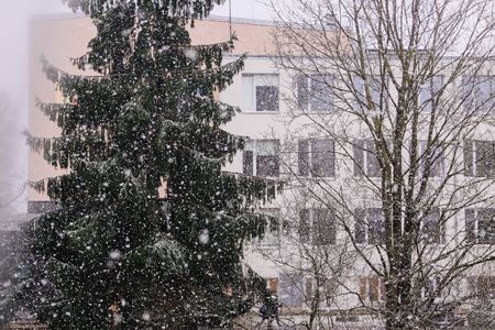 Winter nature background. Spruce trees in snowfallの写真素材