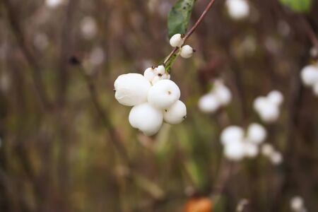 Symphoricarpos albus or Common Snowberry plant in autumn garden outdoors. White berries on bush branches.の写真素材