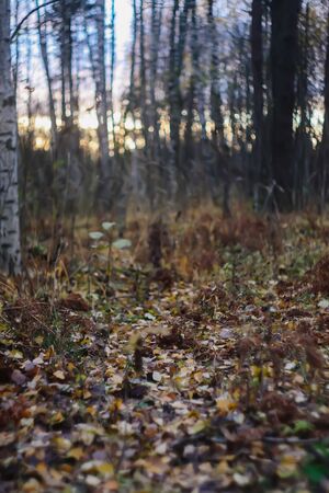 Autumn forest. Dry fall leaves and bare trees at evening.