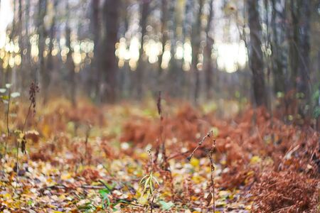 Autumn forest. in november in East Europe. Dry fall leaves and bare trees at evening.の写真素材
