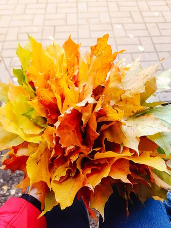 Hands holds a bouquet of bright fall autumn maple leavesの写真素材
