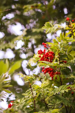 Bright ripe Rowan berries illuminated by the sunset sun beams. Forest nature details in august.の写真素材