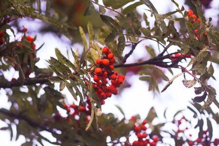 Bright ripe Rowan berries illuminated by the sunset sun beams. Forest nature details in august.の写真素材