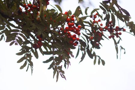 Bright ripe Rowan berries illuminated by the sunset sun beams. Forest nature details in august.の写真素材