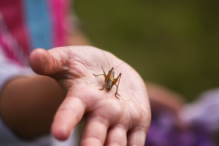 Tettigonioidea or grasshopper green insect in the hand of child exploring summer nature in countrysideの写真素材