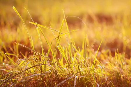 Fresh green grass with dew drops in the sunset golden soft sunshine. Summer nature backgroundの写真素材
