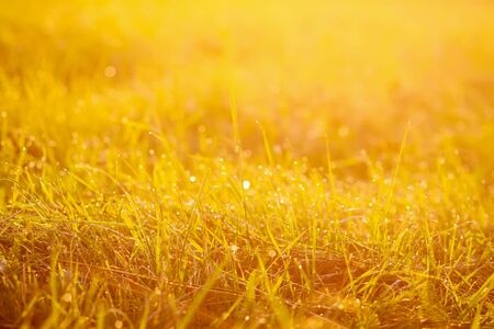 Fresh green grass with dew drops in the sunset golden soft sunshine. Summer nature backgroundの写真素材
