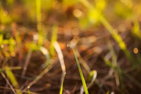 Fresh green grass with dew drops in the sunset golden soft sunshine. Summer nature backgroundの写真素材