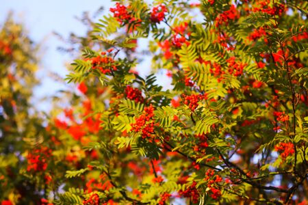 Bright ripe Rowan berries illuminated by the sunset sun beams. Forest nature details in august.の写真素材