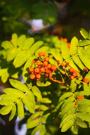 Bright ripe Rowan berries illuminated by the sunset sun beams. Forest nature details in august.の写真素材