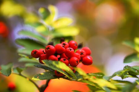 Bright ripe Rowan berries illuminated by the sunset sun beams. Forest nature details in august.の写真素材