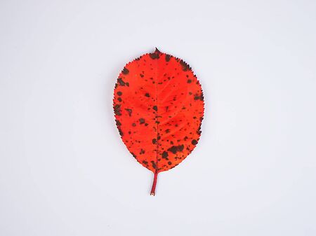 Closeup of colorful autumn leaf on white background.の写真素材