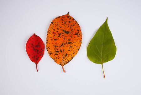Closeup of colorful autumn leaf on white background.の写真素材