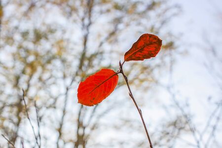 Colorful leaves outdoors in countryside. Autumn nature seasonal detailsの写真素材