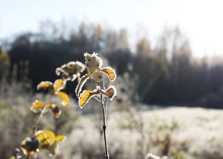 First frost in autumn park. Early morning in november. Wet branches and leaves in rimeの写真素材